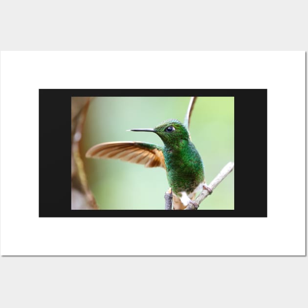 Buff-Tailed Coronet Bird Wall Art by MinnieWilks